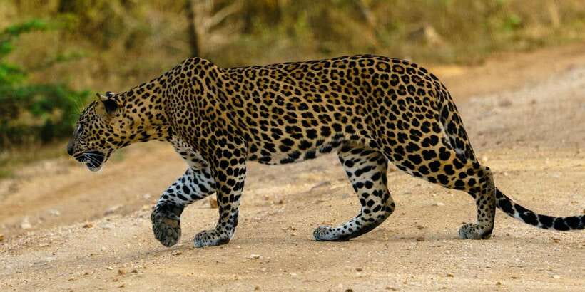 From Arugambay : Yala National Park Safari & Dropoff in Ella - Key Things I’d Focus On Before You Go