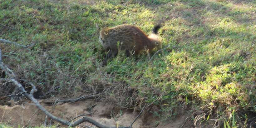From Arugambay : Yala National Park Safari & Dropoff in Ella - Practical Tips That Make the Day Smoother