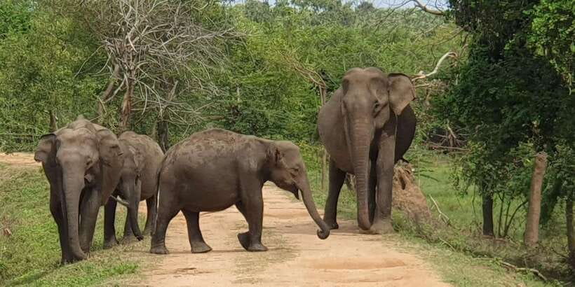 From Arugambay : Yala National Park Safari & Dropoff in Ella - Arugambay Pickup to Yala: How the Day Gets Moving