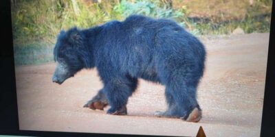 From Arugambay : Yala National Park Safari & Dropoff in Ella - Inside Yala for 4 Hours: What Your Safari Time Is Built For