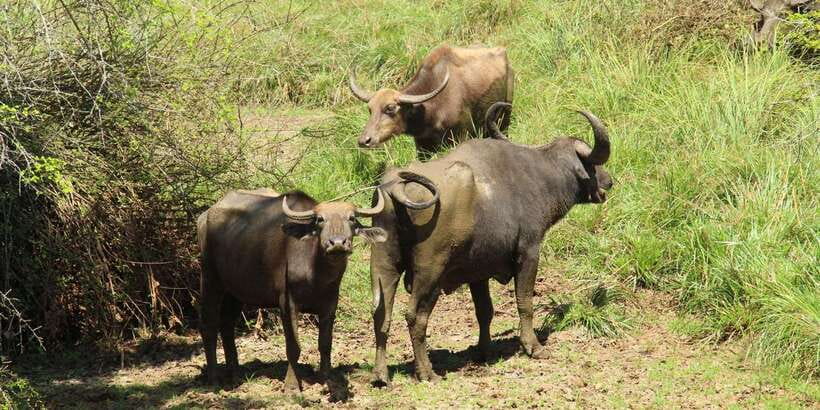 From Arugambay : Yala National Park Safari & Dropoff in Ella - Photo Stops and Watching Closely: Getting Results Without Stress