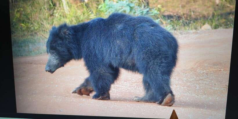 From Arugambay : Yala National Park Safari & Dropoff in Ella - Inside Yala for 4 Hours: What Your Safari Time Is Built For