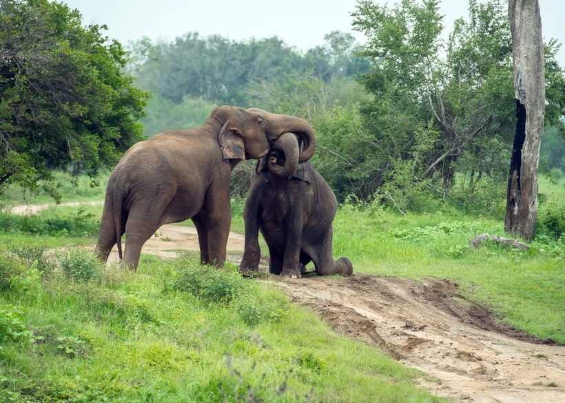 From Bentota: Elephant Transit Camp and Udawalawe Safari - Wildlife First: Why Udawalawe Works So Well in One Day