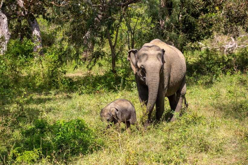 From Bentota: Elephant Transit Camp and Udawalawe Safari - Price and What You Really Get for $125 Per Person
