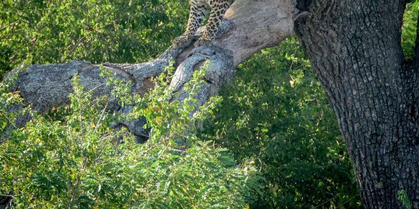 From Bentota: Full-Day Yala National Park Safari Tour - Key highlights worth planning around