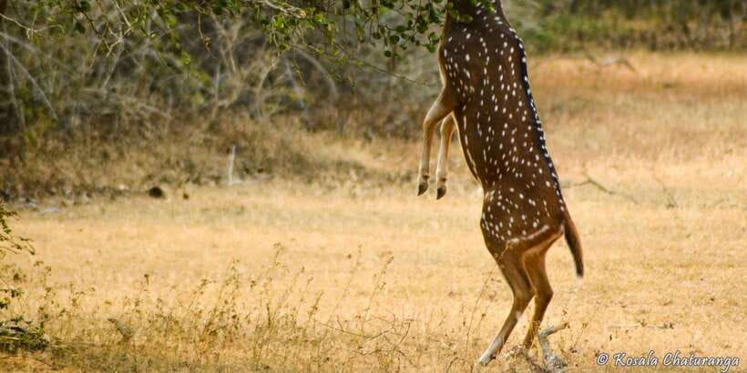 From Bentota: Full-Day Yala National Park Safari Tour - Price and value: is $105 a fair deal for Yala?