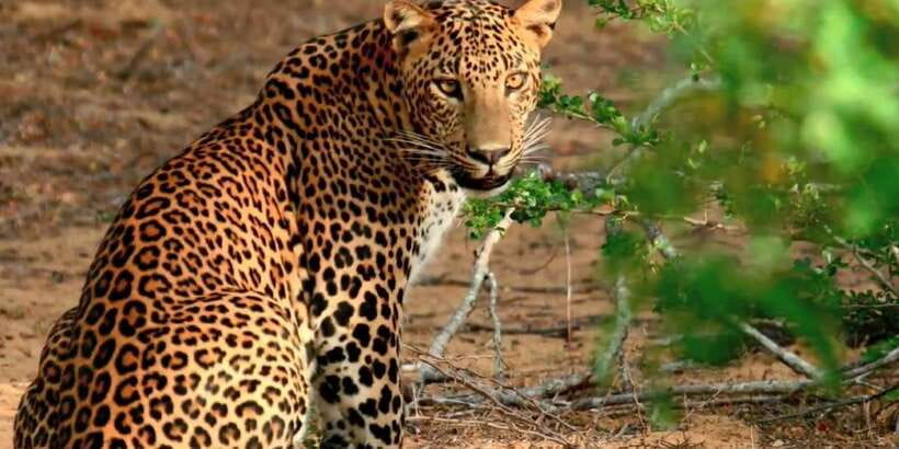 From Bentota: Full-Day Yala National Park Safari Tour - Why Yala works as a full-day trip from Bentota