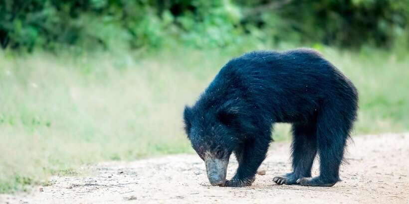 From Bentota: Full-Day Yala National Park Safari Tour - The gate reality: entrance ticket and timing around 1:00 PM