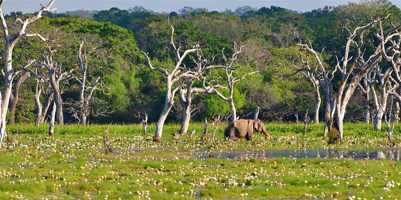 From Bentota: Full-Day Yala National Park Safari Tour - Entering Yala: what you’re likely to see on a jeep safari