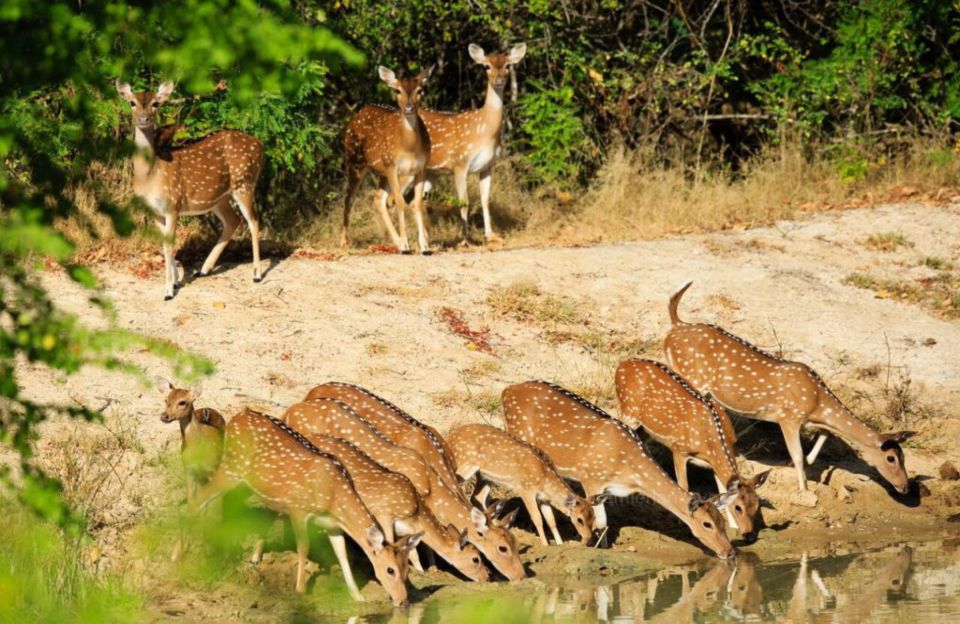 From Bentota: Full-Day Yala National Park Safari Tour - Water holes, tanks, and birdwatching: how to find the peacock moments