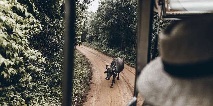 From Bentota: Full-Day Yala National Park Safari Tour - Lunch and snacks: how to handle what’s not included
