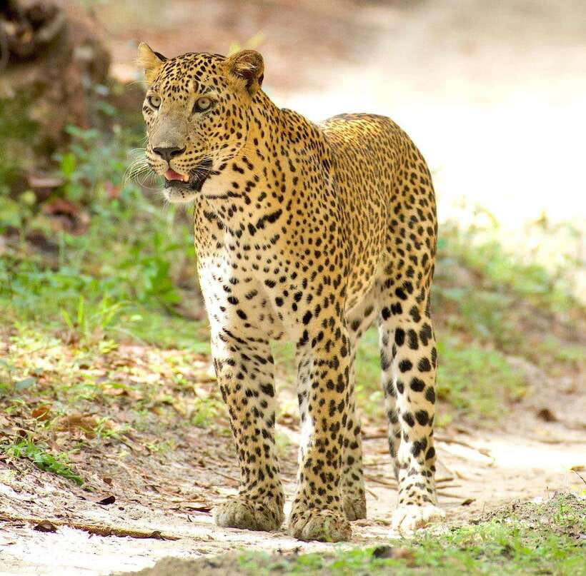 From Bentota - Yala National Park Full Day Safari Tour - Getting to Yala from Kotapola/Bentota: the long day that’s worth it