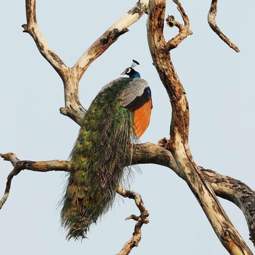 From Bentota - Yala National Park Full Day Safari Tour - Price and value: what $203 covers and what it doesn’t