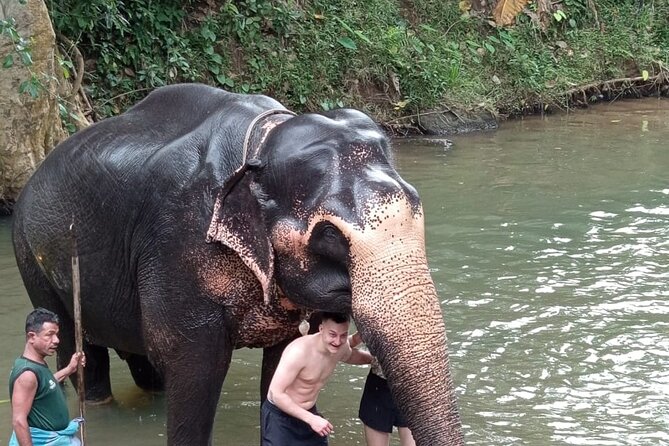 From Colombo: Kandy and Pinnawala Full-Day Trip - Royal Botanical Gardens: your one-hour reset from crowds and cars