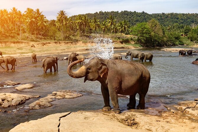 From Colombo: Kandy and Pinnawala Full-Day Trip - Price and value: why $70 can be a good deal (and where it may cost more)