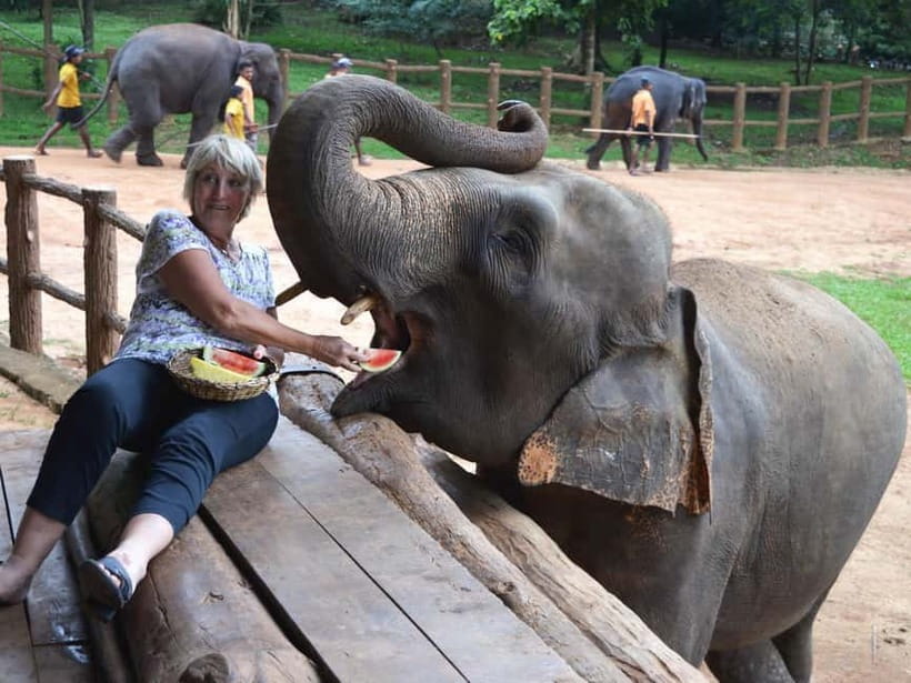 From Colombo: Kandy and Pinnawala Orphanage Short Excursions - Tea Factory and Tea Tasting: How to Make This Stop Worth Your Time