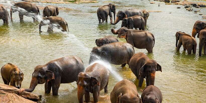 From Colombo: Kandy Full-Day Trip - Kadugannawa viewpoint + tunnel: quick stops with big scenery energy