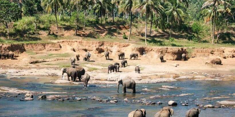 From Colombo: Kandy, Pinnawala and Tea Factory Full-Day Trip - Key highlights you’ll feel fast