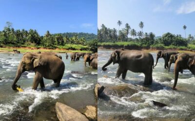 From Colombo: Kandy Temple of Tooth & Elephant Orphanage - Peradeniya Royal Botanical Gardens: orchids, giant palms, and a calmer pace