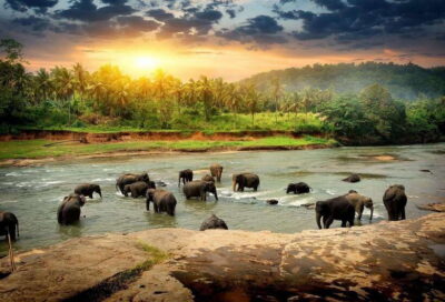 From Colombo: Kandy Temples and Pinnawala Full-Day Tour - Pinnawala maha oya river: elephants and the real morning moment