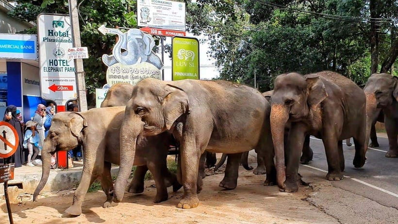 From Colombo: Kandy Temples and Pinnawala Full-Day Tour - Price and value: what $54 really buys you