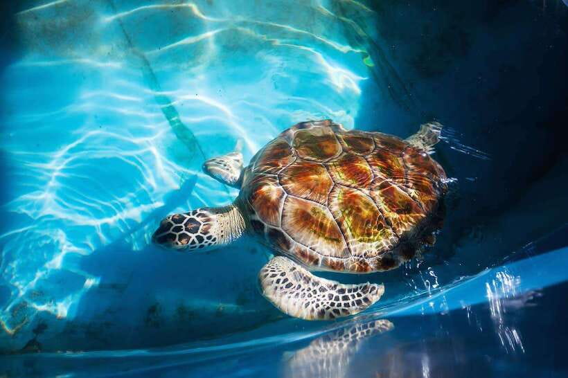 From Colombo/Negombo: Galle, Madu River, and Turtle Hatchery - Key highlights worth booking for