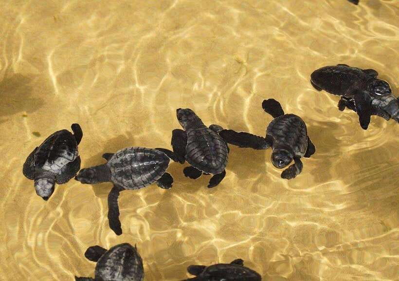 From Colombo/Negombo: Galle, Madu River, and Turtle Hatchery - Kosgoda Turtle Hatchery: sea turtle conservation you can see