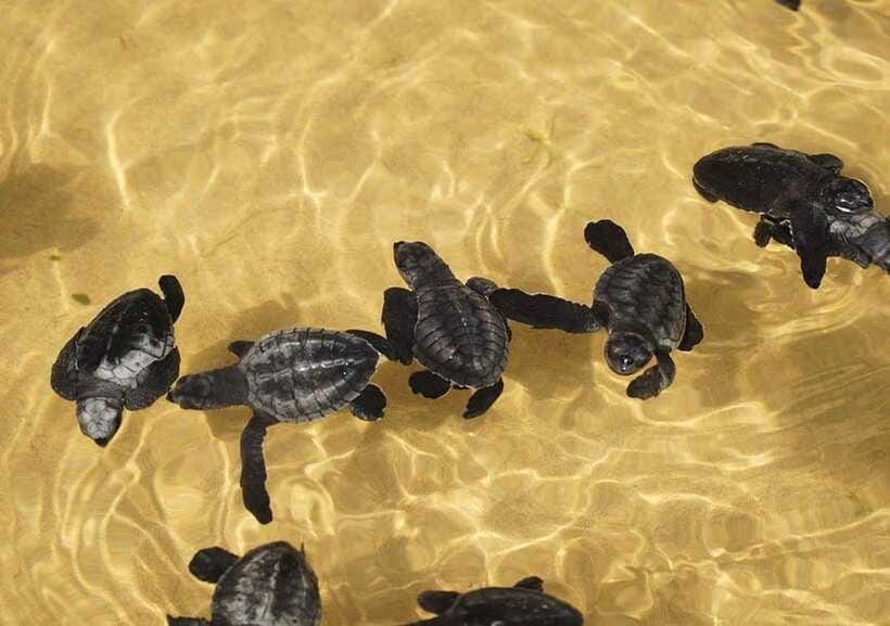 From Colombo/Negombo: Galle, Madu River, and Turtle Hatchery - Meetiyagoda moonstone mine and Moonstone Village shopping time