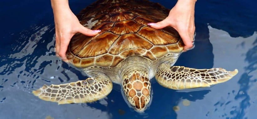 From Colombo/Negombo: Galle, Madu River, and Turtle Hatchery - Kosgoda Sea Turtle Conservation: rescue work you can understand fast