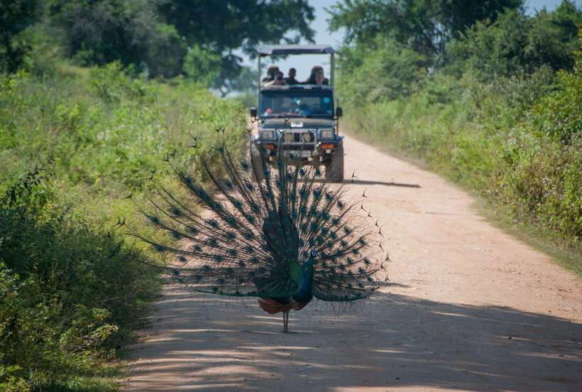 From Colombo/Negombo: Wilpattu National Park 4x4 Safari Tour - Key points to know before you go
