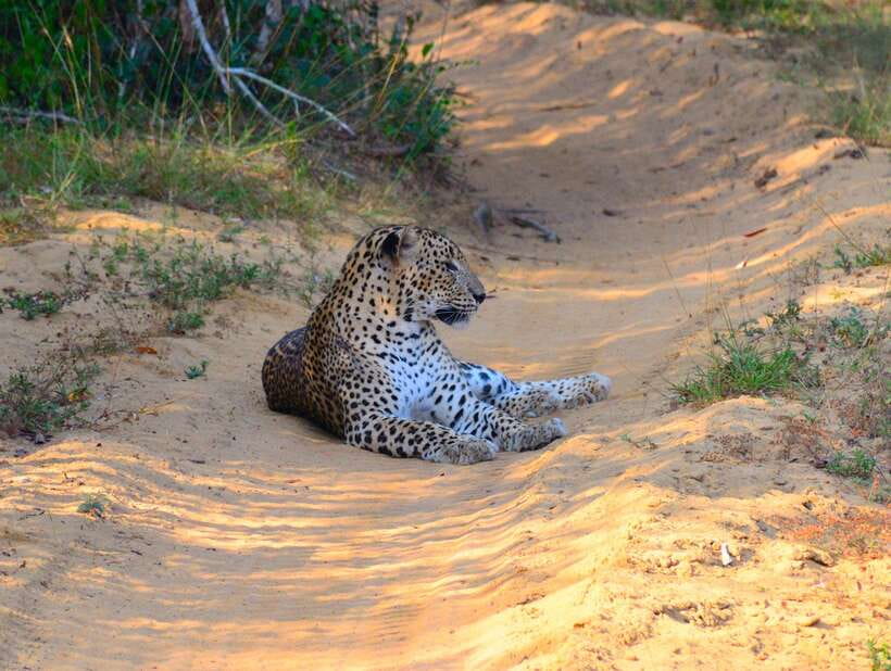 From Colombo/Negombo: Wilpattu National Park 4x4 Safari Tour - Should you book this Negombo to Wilpattu safari day trip?