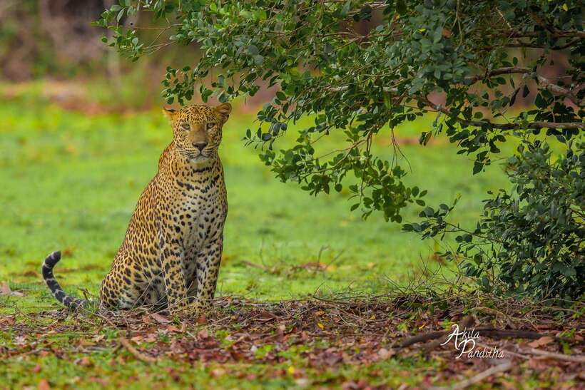 From Colombo/Negombo: Wilpattu National Park 4x4 Safari Tour - Why Wilpattu feels different on a 4x4 jeep