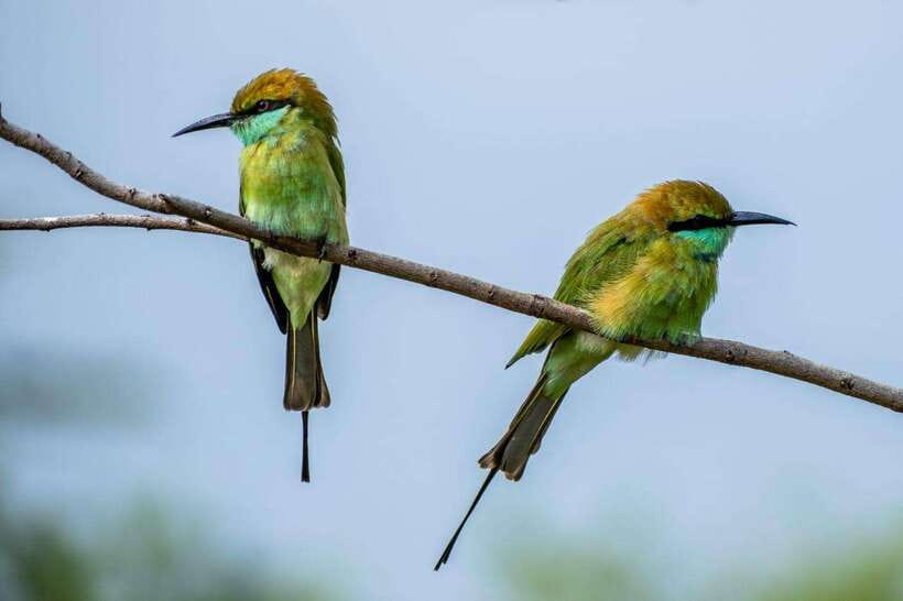 From Colombo/Negombo: Wilpattu National Park 4x4 Safari Tour - Lunch at a local restaurant: a needed reset, but watch what’s included