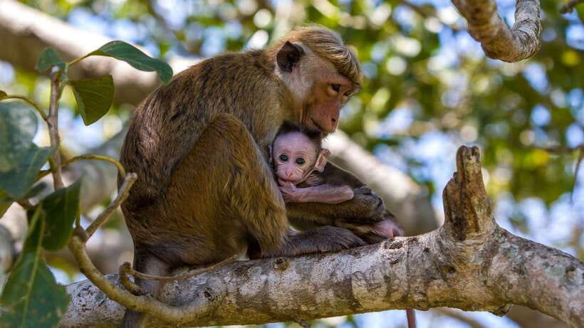 From Colombo/Negombo: Wilpattu National Park 4x4 Safari Tour - Price and value: what $130 covers (and what you must budget)