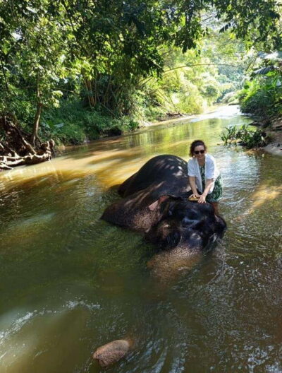 From Colombo or Negombo: Pinnawala, Kandy & Tea Factory Tour - Pinnawala Elephant Orphanage: watching bathing and feeding without the fuss