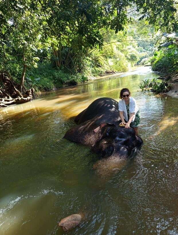 From Colombo or Negombo: Pinnawala, Kandy & Tea Factory Tour - Pinnawala Elephant Orphanage: watching bathing and feeding without the fuss