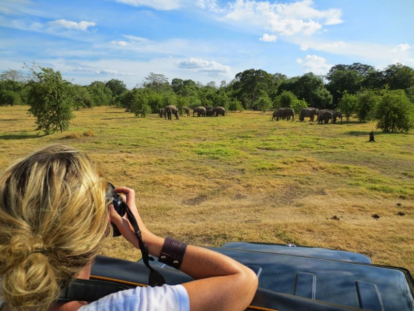 From Colombo: Private Minneriya National Park Day Safari - Price and value: is $105 fair for a private elephant safari?