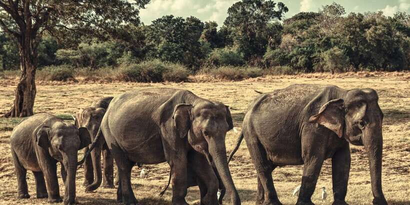 From Colombo: Private Minneriya National Park Day Safari - Minneriya from Colombo: what “private” changes