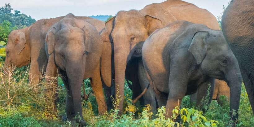 From Colombo: Private Minneriya National Park Day Safari - Elephant spotting: how the guide helps you do more than hope