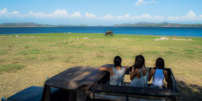 From Colombo: Private Minneriya National Park Day Safari - Lunch in the middle: plan for fuel, not a sit-down feast
