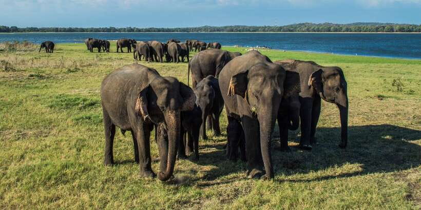 From Colombo: Private Minneriya National Park Day Safari - Driving time and schedules: the part people underestimate