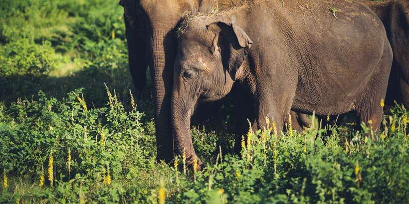 From Colombo: Private Minneriya National Park Day Safari - What’s included (and what you’ll pay separately)