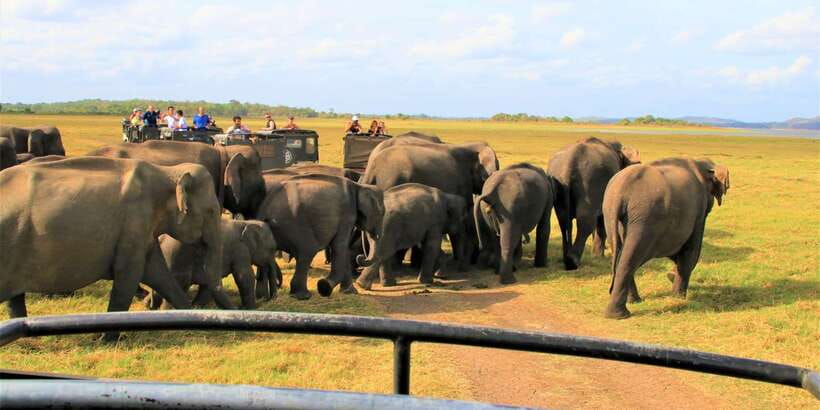From Colombo: Private Minneriya National Park Day Safari - What to bring for comfort (and fewer headaches)