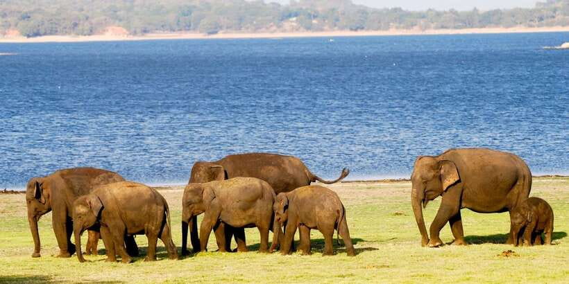 From Colombo: Private Minneriya National Park Day Safari - Who this Minneriya private safari is best for