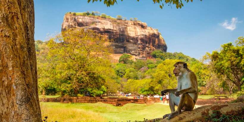 From Colombo: Sigiriya and Dambulla Day Trip with Safari - Wildlife Viewing and the Optional National Park Jeep Safari
