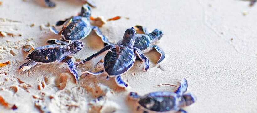 From Colombo to Galle Fort and Unawatuna Beach Day Trip - Price and value: is $48 worth it?