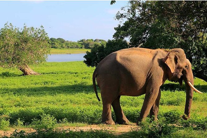 From Colombo to Sigiriya Fortress, Dambulla & Minneriya Safari - Colombo to Sigiriya: The Comfort Part That Makes the Whole Day Work