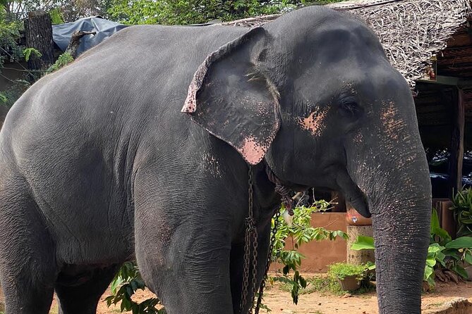 From Colombo to Sigiriya Fortress, Dambulla & Minneriya Safari - A Note on Drivers and Guides: The Human Touch That Improves the Day