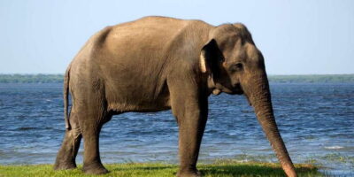 From Colombo: Udawalawa Safari & Elephant Transit Home Tour - Morning pickup and the Colombo-to-Udawalawe road time