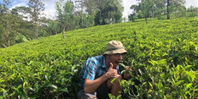From Colombo: Virgin White Tea and Galle City Tour - Handunugoda Tea Estate: Virgin White Tea and the point of the human-avoiding method